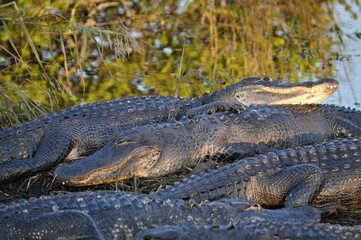 Closeup shot of American alligators near the lake