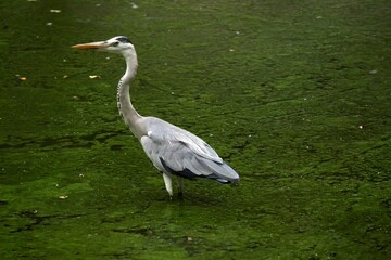 White crane on a mossy swampy area, closeup shot