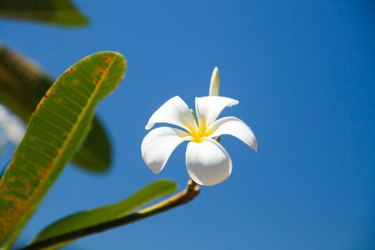 beautiful white frangipani on a blue sky