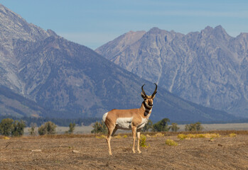 Pronghorn Buck in Grand Teton National Park Wyoming in Autumn © equigini