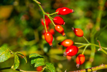 Rosehip bush with red berries