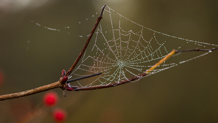 autumn spider web close-up - obrazy, fototapety, plakaty