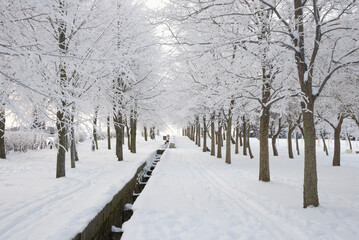 Winter landscape, trees in the snow