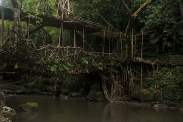 Obraz na płótnie Canvas Living Root Bridge from Shillong, Meghalaya, India