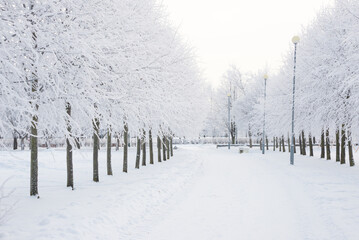 Winter landscape, trees in the snow