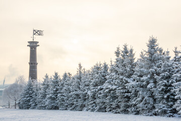 Winter landscape, trees in the snow