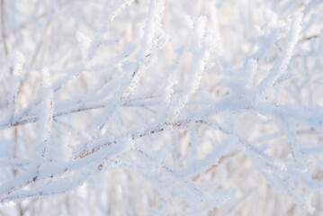 Winter landscape, bush in the snow