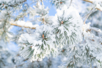 Close-up, tree branch in the snow