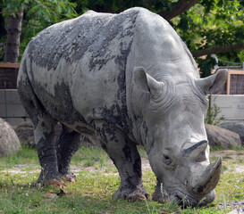 Obraz premium The white rhinoceros or square-lipped rhinoceros is the largest extant species of rhinoceros. It has a wide mouth used for grazing and is the most social of all rhino species