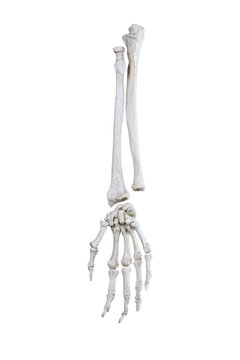 Skelette Hand