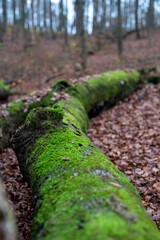 zbliżenie na porośniętą zielonym mchem kłodę drzewa w lesie