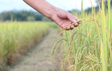 a farmer holding a grain of rice in a field