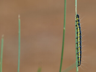 Wandering sunset moth. Family Crambidae. Uresiphita gilvata     