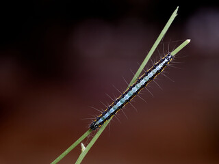 Fototapeta premium Wandering sunset moth. Family Crambidae. Uresiphita gilvata 