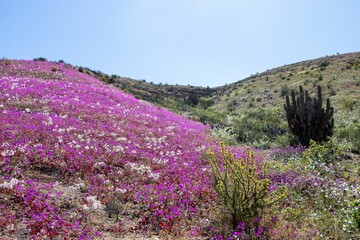 Obraz premium Ladera de cerro en el desierto con flores