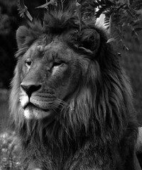 Lion is one of the four big cats in the genus Panthera, and a member of the family Felidae. With some males exceeding 250 kg (550 lb) in weight, it is the second-largest living cat after the tiger
