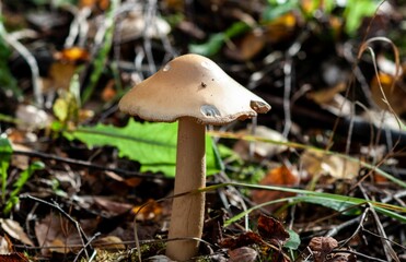 Closeup shot of a brown mushroom (Fungus) grown in a forest on the blurred background