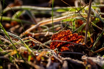 Closeup shot of fallen leaves in a forest on a sunny day on the blurred background
