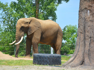 African elephant is elephant of the genus Loxodonta. The genus consists of 2 extant species: the...