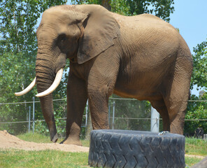 African elephant is elephant of the genus Loxodonta. The genus consists of 2 extant species: the...