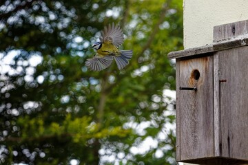 Cute Eurasian blue tit flying in the air near its wooden birdhouse