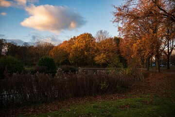 Landscape of an autumn forest