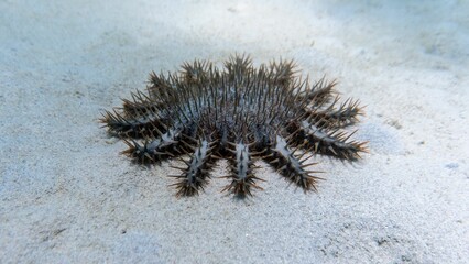Spiky crown-of-thorns starfish in the sea