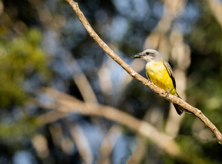 Small yellow and grey perched Bir eating a green insect in the tropical forest of Yucatan with blurry background on a sunny morning 