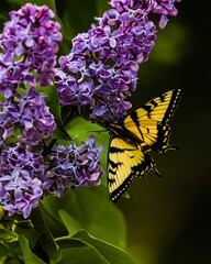 Yellow butterfly on a purple flower plant in the garden