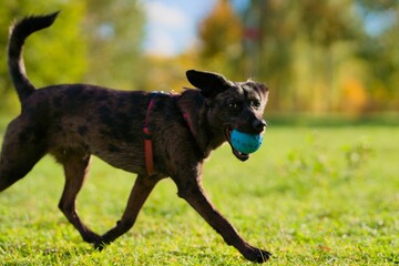 Dark brown small dog playing with blue ball on a field running