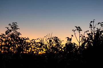 Silhouette of plants against a sunset sky