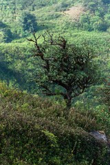 Vertical of a lonely tree on a mount slope against the green mountains in Kew Mae Pan in Thailand