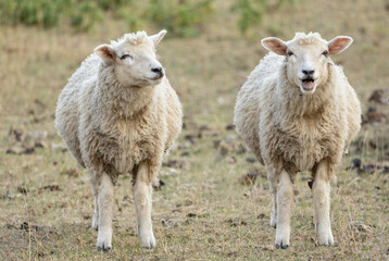 Two lambs standing next to each other outside, one appears to be laughing funny animal concept