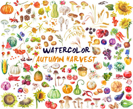 Watercolor fruits and vegetables isolated on white