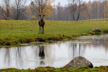 Lonely moose stands by water and looks straight into the camera