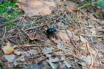 Shiny blue beetle walking over wood sticks and leaves in a forest