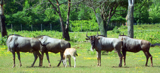 the wildebeest or wildebai, also called the gnu is an antelope of the genus Connochaetes. It is a...