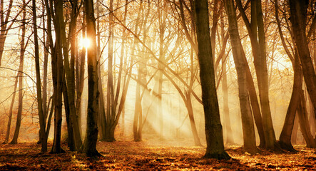 morning mist in the forest and rays of the sun	