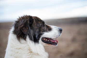 happy white dog in big snow in winter