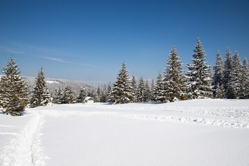 beautiful winter landscape with snowy fir trees