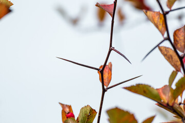 Hawthorn tree branch with sharp needles spikes and blurred gray sky background. Natural autumnal...