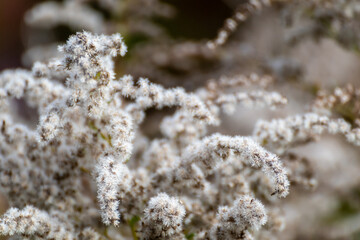 Autumn white fluffy grass flowers seeds with blurred botany background. Seasonal autumn colors close-up details
