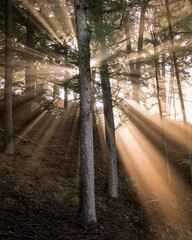 Vertical shot of the rays of the sun slipping through the trees in the forest
