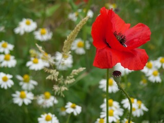 Closeup of a red poppy flower in a field in Germany