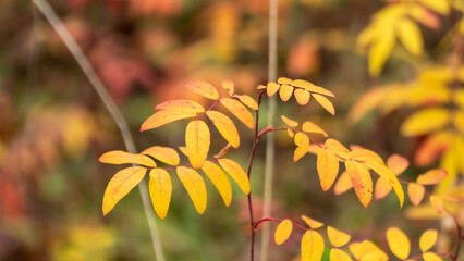 Autumn yellow vibrant leaves close-up with blurred background. Autumnal trees in orange and yellow colors, nature details