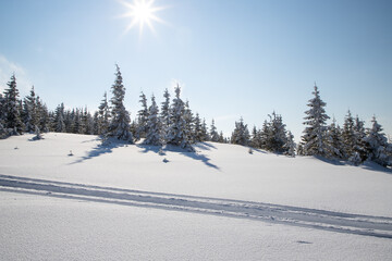 beautiful winter landscape with snowy fir trees