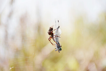 kątnik rdzawy duży pająk sieć ważka Tegenaria ferruginea - obrazy, fototapety, plakaty