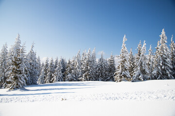 beautiful winter landscape with snowy fir trees