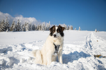 happy white dog in big snow in winter