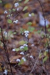 Vertical shot of snowberries growing in a forest